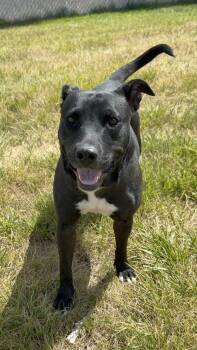 Sweetums -  Terrier and Pit Bull Terrier Dog for Adoption in Eagle, Colorado - Sweetums | PetCurious