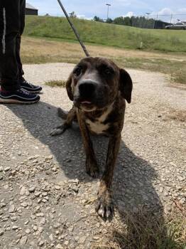 Rescue American Staffordshire Terrier Dogs for Adoption in Chester, South Carolina - LOUISE | PetCurious