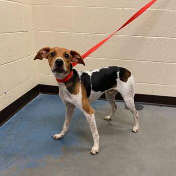 Milo -  Mixed Breed Dog for Adoption in Memphis, Tennessee - Milo | PetCurious