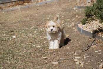 Shih Tzu and Terrier Dogs Available for Adoption - Kammi | PetCurious