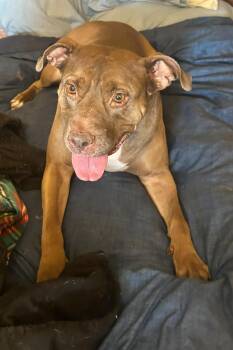 Rescue American Staffordshire Terrier and Chocolate Labrador Retriever Dogs for Adoption in Greenfield, Tennessee - June | PetCurious