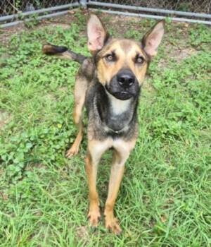 DRAKEN -  German Shepherd Dog and Mixed Breed Dog for Adoption in Houston, Texas - DRAKEN | PetCurious