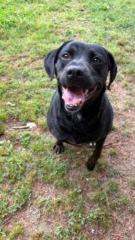 Labrador Retriever Dogs Available for Adoption in Little Rock, Arkansas - Sara | PetCurious