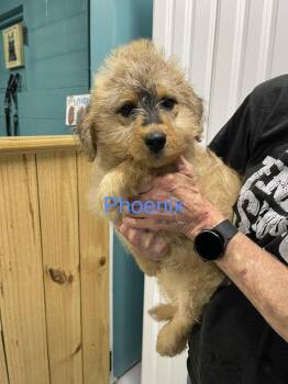 Phoenix -  Goldendoodle and Mixed Breed Dog for Adoption in Chattanooga, Tennessee - Phoenix | PetCurious