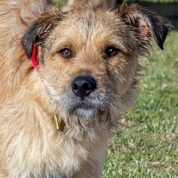 Airedale Terrier and Mixed Breed Dogs Available for Adoption in St. Louis, Missouri - ANTONIO | PetCurious