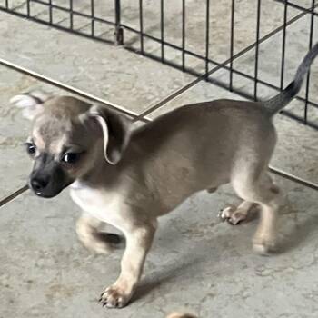 Chihuahua Dogs Available for Adoption in Citrus Heights, California - Sunny | PetCurious