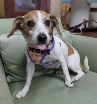 Beagle Dogs Available for Adoption in Mundelein, Illinois - Zoe | PetCurious