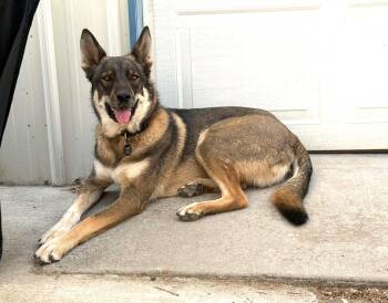 Axel -  German Shepherd Dog and Husky Dog for Adoption in Lewiston, Idaho - Axel | PetCurious