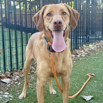 Skylar -  Yellow Labrador Retriever Dog for Adoption in Brentwood, Missouri - Skylar | PetCurious