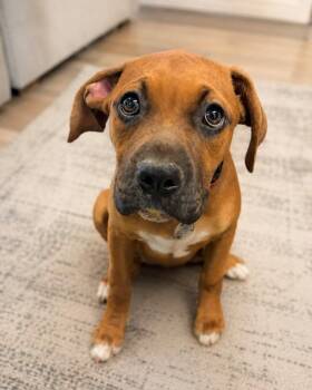 Brigitta -  Boxer and Pit Bull Terrier Dog for Adoption in Carson City, Nevada - Brigitta | PetCurious
