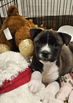 Chihuahua and Mixed Breed Dogs Available for Adoption in Minneapolis, Minnesota - Reggie | PetCurious