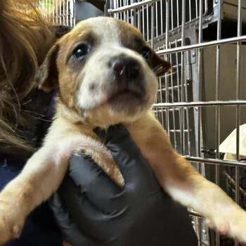 Mixed Breed Dogs Available for Adoption in Gadsden, Alabama - Delaware | PetCurious