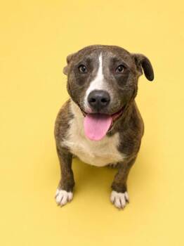 Whiskey -  Catahoula Leopard Dog and Labrador Retriever Dog for Adoption in Bowling Green, Kentucky - Whiskey | PetCurious