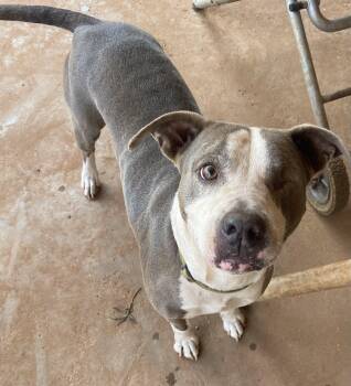 Naina -  Pit Bull Terrier Dog for Adoption in Snyder, Texas - Naina | PetCurious