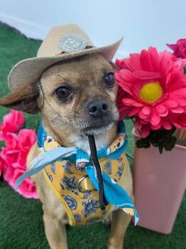 Chihuahua and Mixed Breed Dogs Available for Adoption in Carlsbad, California - Churro-One Of Our Amazing Rescue Dogs | PetCurious
