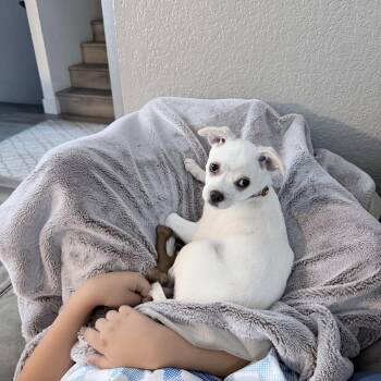 Boston Terrier and Chihuahua Dogs Available for Adoption in Pasco, Washington - Marshmallow | PetCurious