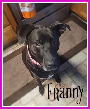 Franny -  Labrador Retriever Dog for Adoption in Valley City, North Dakota - Franny | PetCurious