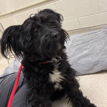 Mixed Breed Dogs Available for Adoption in Murray, Utah - Cooper | PetCurious