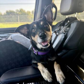 Naomi *Arriving 8/22* D12134 -  Chihuahua Dog for Adoption - Naomi *Arriving 8/22* D12134 | PetCurious