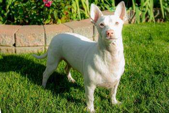 Angel -  Chihuahua Dog for Adoption in Didsbury, Alberta - Angel | PetCurious