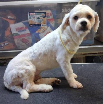 26-098 -  Maltese and Shih Tzu Dog for Adoption in Carrollton, Ohio - 26-098 | PetCurious