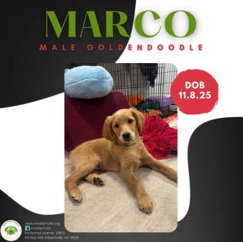 Goldendoodle Dogs Available for Adoption - Marco | PetCurious