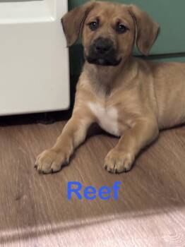 Mixed Breed Dogs Available for Adoption - Reef | PetCurious