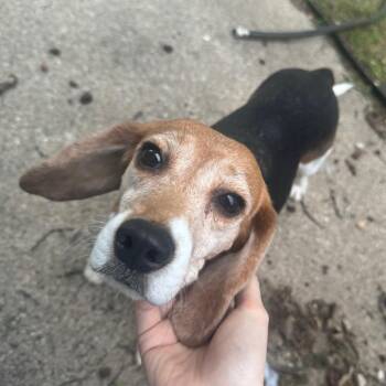 Pearl -  Beagle Dog for Adoption in Nowata, Oklahoma - Pearl | PetCurious