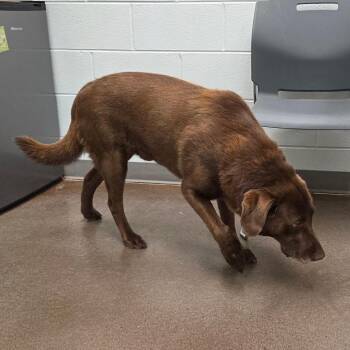 Moose -  Labrador Retriever Dog for Adoption in Chattanooga, Tennessee - Moose | PetCurious