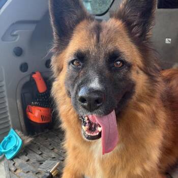 Sheeba JuM (Mom) -  German Shepherd Dog Dog for Adoption in Austin, Texas - Sheeba JuM (Mom) | PetCurious
