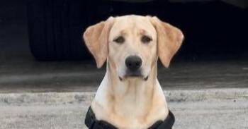Shelly -  Labrador Retriever Dog for Adoption in Mishawaka, Indiana - Shelly | PetCurious