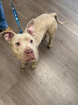 Plum Pudding -  Mixed Breed Dog for Adoption in Atlanta, Georgia - Plum Pudding | PetCurious