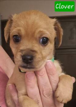 Chihuahua Dogs Available for Adoption in Galt, California - Clover | PetCurious