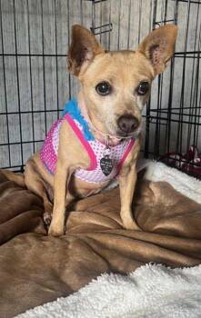 Charlie -  Chihuahua Dog for Adoption in Armada, Michigan - Charlie | PetCurious