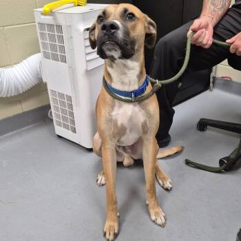 Rescue Mixed Breed Dogs for Adoption in Columbus, Georgia - 11/03/2025-Stray-VenturaDrive | PetCurious