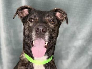 Scott -  Shepherd and Mixed Breed Dog for Adoption in Portland, Oregon - Scott | PetCurious