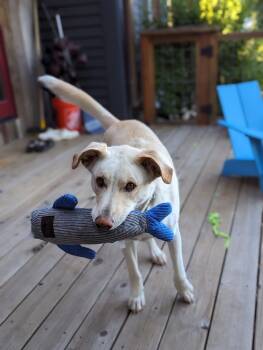 Rescue Cattle Dog Dogs for Adoption in Durango, Colorado - Topo | PetCurious