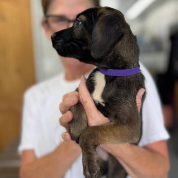 Samira -  Mixed Breed Dog for Adoption in Blairsville, Georgia - Samira | PetCurious
