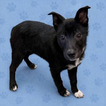 Mixed Breed Dogs Available for Adoption - LANIE | PetCurious