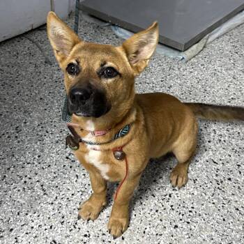 Shortcake -  Cardigan Welsh Corgi and Mixed Breed Dog for Adoption in Hattiesburg, Mississippi - Shortcake | PetCurious