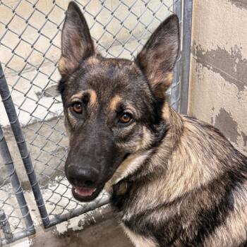 German Shepherd Dog Dogs Available for Adoption in Evansville, Indiana - Max | PetCurious