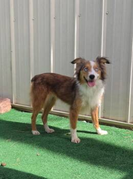Rose -  Australian Shepherd and Collie Dog for Adoption in Waterloo, Illinois - Rose | PetCurious