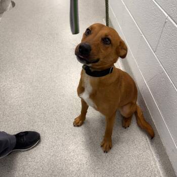 Mixed Breed Dogs Available for Adoption - Bingo | PetCurious