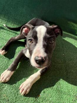 Ellie Joy -  Pit Bull Terrier Dog for Adoption in Germantown, Ohio - Ellie Joy | PetCurious