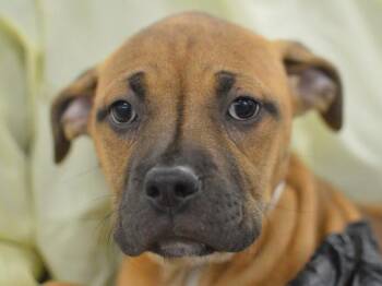 Amren -  Pit Bull Terrier Dog for Adoption in Portland, Oregon - Amren | PetCurious