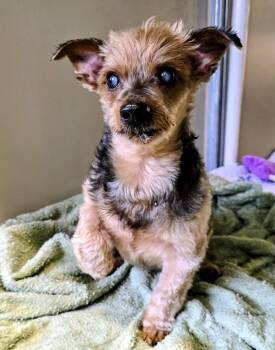 Yorkshire Terrier Dogs Available for Adoption in Lindenhurst, New York - 26-182  | PetCurious