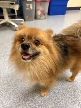 Nigel -  Pomeranian and Mixed Breed Dog for Adoption in Westland, Michigan - Nigel | PetCurious