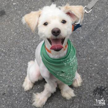 Lion -  Shih Tzu Dog for Adoption in Washington, District Of Columbia - Lion | PetCurious