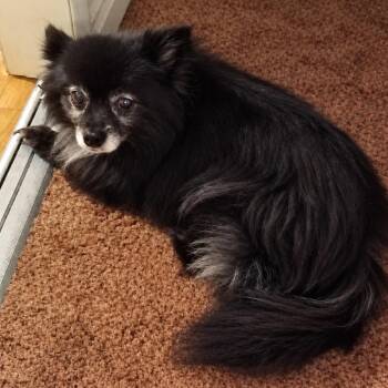 Foxanne -  Pomeranian Dog for Adoption in Hudson, Illinois - Foxanne | PetCurious