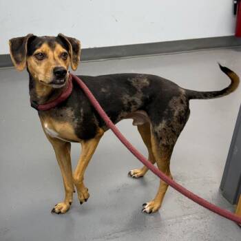 Colt -  Beagle and Catahoula Leopard Dog Dog for Adoption in Roanoke, Virginia - Colt | PetCurious
